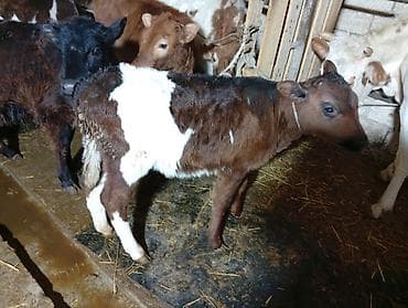 heyvan evləri: Simental tipli iki baş inək və buzovlu inək paketi. - Rəng — 7