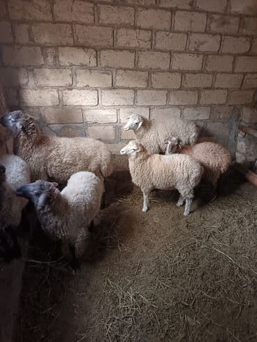 İtlər: Qoyun-quzu sürüsü - Şəkillərdə görünən kiçik sürü: müxtəlif rənglərdə — 5