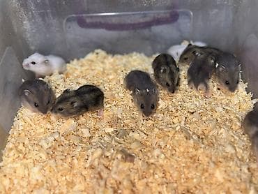 ev goyercinleri: 1 ayliqdilar❗❗ 🐁🐀 1 ededin qiymeti 3 azn dir❗〰️❗ 🐀🐀🐀🐁 Qara və boz — 4