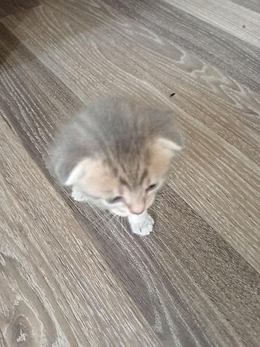 приют для кошек баку: Шотладская вислоухая — 7