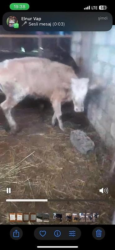 cins buzov: Satılır: danalar 11baw 2ekey 9diwi reyal alan vatsapda yazsin — 5