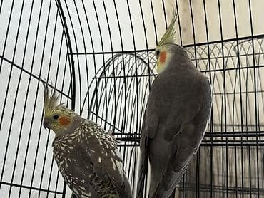 bildircin satisi: Satılan məhsul iki ədəd nimfa papuqayıdır (cockatiel). Quşların biri — 1