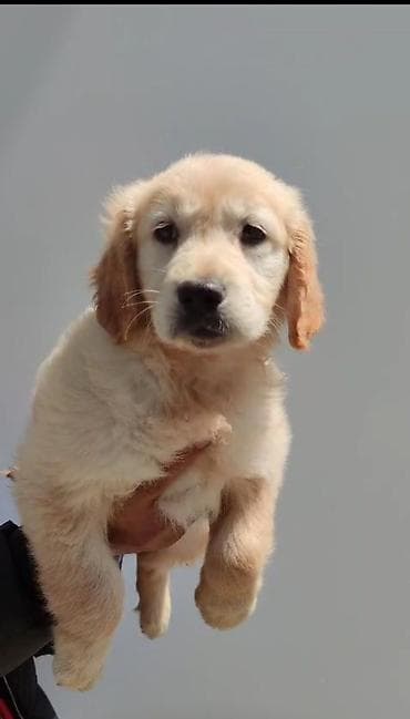 İtlər: Labrador-retriver, 2 ay, Dişi — 1