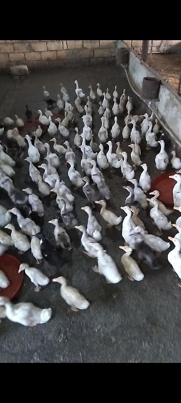etlik: Tecili Tecili Tecili Geceynen Satiram Saat Necede Görsez Zeng edin — 1