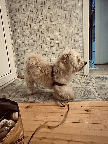 ev iti satilir: Erkek, Ünvandan götürmə — 8