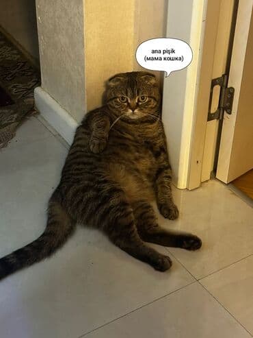 породистые котята даром: Шотладская вислоухая, Самец, Самка, Самовывоз — 5