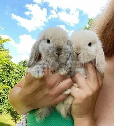 Коровы, быки: 🐰 Mini Holland və Şotland Lop dovşanlar satışdadır! Tam sağlam, aktiv — 3