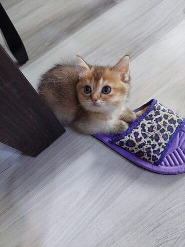 pi̇şi̇k: Qızıl şinşilla, Dişi, Ünvandan götürmə — 3