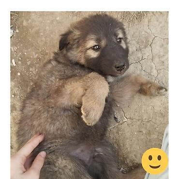 Bu itlər 2 aylıqdırlar.CİNS İT DEYİL HƏYƏT İTİDİR.Qara it erkekdir