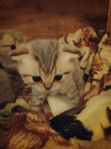 avcarka balaları: Britan — 4