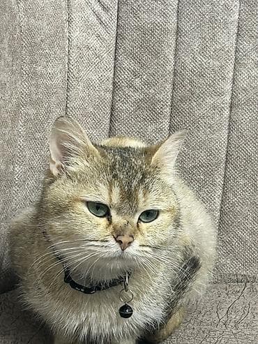 sfinks pişik: Şotland — 8