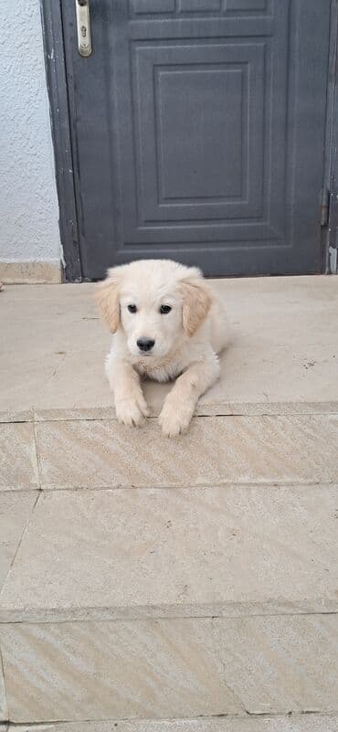 it golden: Retriever, 2 ay, Erkek — 3
