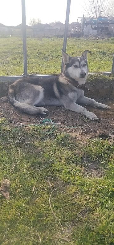 cins inəy: İt – orta ölçülü, qara-boz-ağ rəngli, qalın ikiqat tüklü. Dik — 4