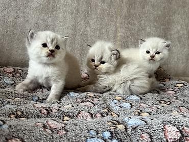 sfinks pişik: Erkək, Dişi, Yaxşı əllərə, Ünvandan götürmə, Ödənişli çatdırılma — 4