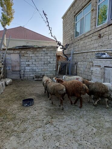 nişan şəkilləri: Erkək, il: 7, 29 kq, Ətlik — 4