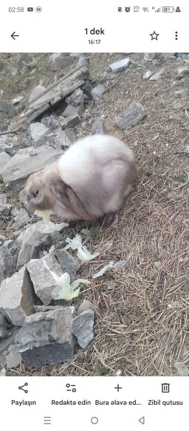 Ev dovşanı – qısaqulaq (lop) növü - Növ: Dekorativ ev dovşanı