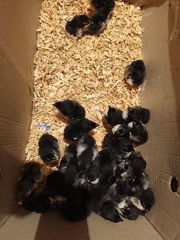 Digər kənd təsərrüfatı heyvanları: Toyuq cücələri, Ətlik — 1