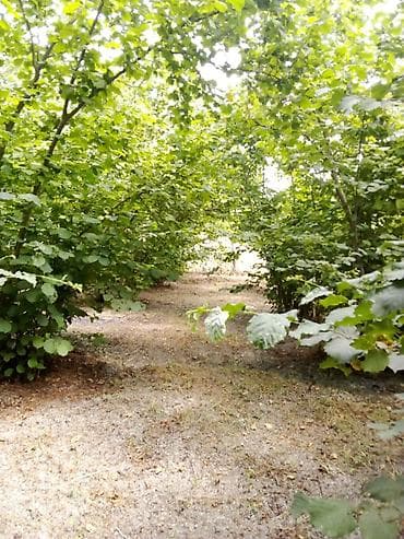 balaxanida satilan evler: Kənd təsərrüfatı — 5