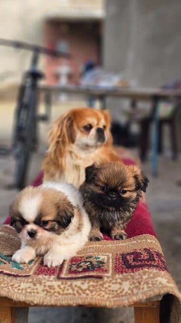 itle barter: Pekines, 2 ay, Erkek — 10