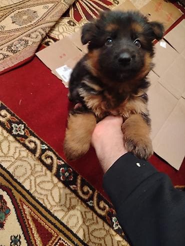 itləe: Alman çoban iti, 2 ay — 4