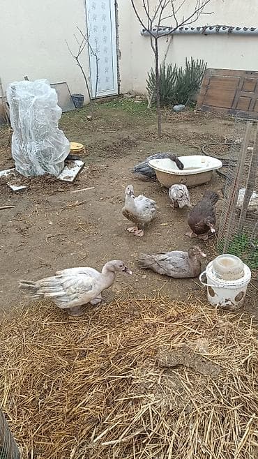 mandarin ordək: Həm kəsilməli həm də damazlıq original təmiz cins lal ördəklər — 4