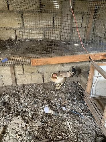 xas: Xüsusi rənglərlə göz oxşayan ev toyuğu xoruzu - Növ: xoruс (ev — 7