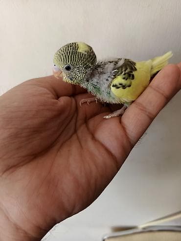 Salam. 1 aylıq bala quşlardır. Yemə düşəndə saracam. İstəyən indidən lalafo.az -da Salam. 1 aylıq bala quşlardır. Yemə düşəndə saracam. İstəyən indidən