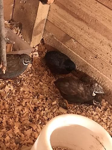 Кошки: Çin boyunlu bıldırcınları (Button quail, Coturnix chinensis) – — 2