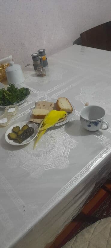 ən ucuz itlər: 1 aylıg qırmızı göz ələ öyrəşmiş quşdu — 3