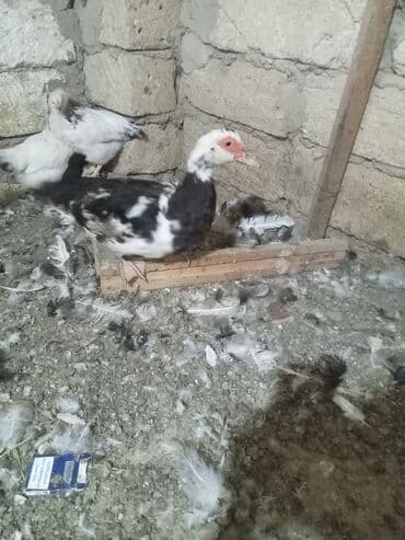 ördək cücəsi: Dişi, | Lal ördək, Yumurtalıq, Ünvandan götürmə — 5