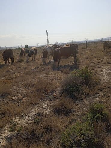 cins ineklerin satisi: Məhsul: İribuynuzlu heyvan sürüsü (mal-qara) Təsvir:çoban teleb — 2