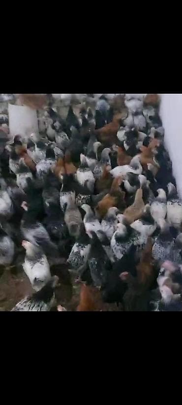 xaski balalari satilir: Colpalar satllr — 2