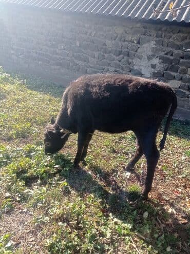 ətlik inək: Məhsul: İnək və buzov Təsvir: - Kənd şəraitində otlaqda bəslənən boz — 7