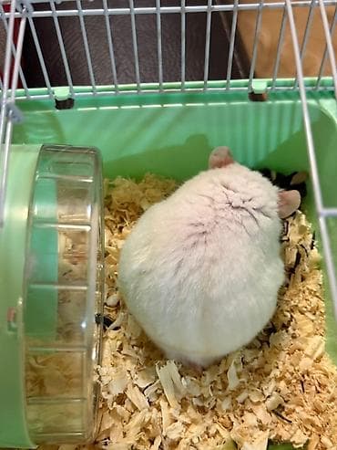 etibarli ellere it: Ağ rəngli hamster Barter olunur - Növ: dekorativ hamster (ağ tüklü — 2