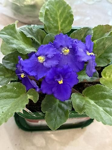 otaq bitkiləri: Afrika bənövşəsi (Saintpaulia) – parlaq bənövşəyi çiçəklərli, sarı — 1