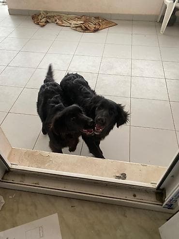 it sahiblenme: 5 ay, Dişi — 6