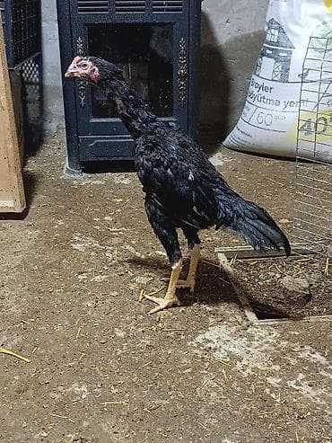 cins keci: Saqlam qara reng toyuq tuk becedi riyal olmayan narhat etmesin yalniz — 4