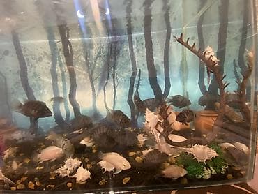akvarium baliq bazari: Salam . Akvarium Və balıqlar bir yerdə satılır.100 manat. Çixlet — 4