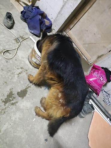 alman coban iti: Alman çoban iti, 1 il, Erkek, Sənədli, Ünvandan götürmə, Pulsuz çatdırılma, Ödənişli çatdırılma — 3