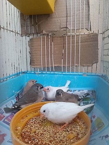 Satılır. Amadin quşları. Sağlam quşlardı. iki cütün balalarıdi. Tek