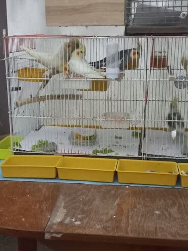 попугай корелла: Nimfa (Cockatiel) tutquşları – müxtəlif rənglərdə - Perçlər — 2