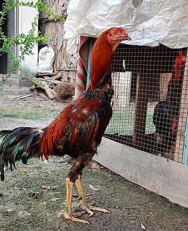 Xoruz, Heyratı, il: 1 lalafo.az -da Xoruz, Heyratı, il: 1
