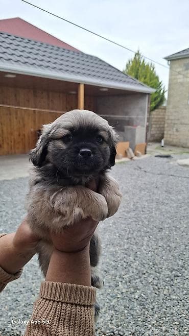Gəmiricilər: Pekines, 2 ay, Dişi, Peyvəndli, Pulsuz çatdırılma — 3