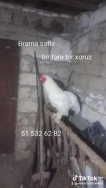 Toyuq, Brama, Damazlıq lalafo.az -da Toyuq, Brama, Damazlıq