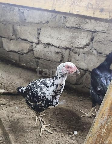 en iri it cinsi: Heyvanlar merdekandadi. fikri ciddi olanlara etrafli melumat — 4