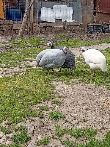 koyun: Salam,1erkəy 2disi toyuqlar,Sət-tovuq (Qvineya quşu) – 3 baş - Növ — 3