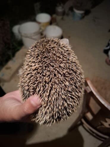 heyvan az: Afrika cırtdan kirpisi (hedgehog) - Növ: Afrika cırtdanı (pet kimi — 1
