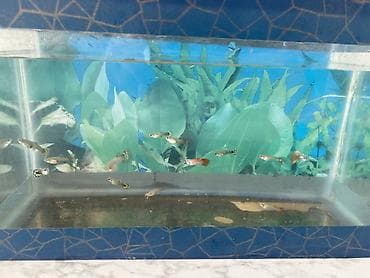 akva: Dördbucaq akvarium, Balıqlarla birlikdə, 6 l, Ünvandan götürmə — 2