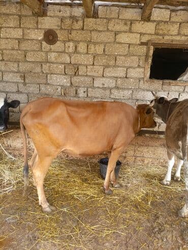 balalı inek: Dişi, il: 1, 120 kq, Ətlik, Ünvandan götürmə — 1