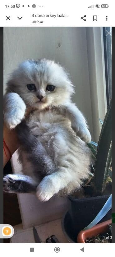 1 azn pişik: Şinşilla, Erkək, Yaxşı əllərə, Ünvandan götürmə, Ödənişli çatdırılma — 3